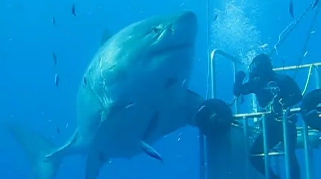 Huge Shark