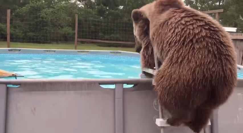 Bear loves swimming in the pool.