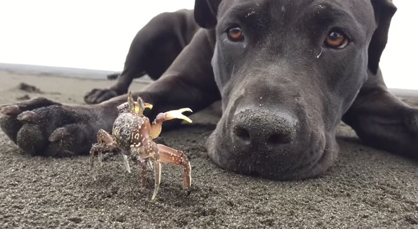 Can a dog and a crab become best friends?