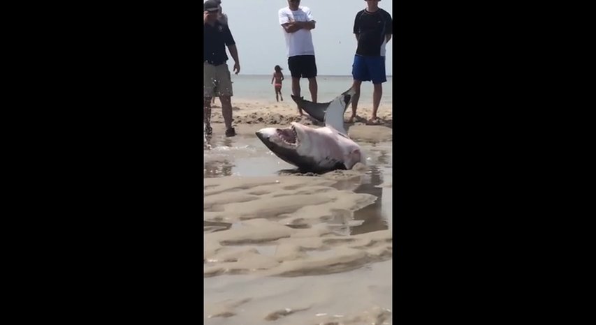 Shark saved by the people
